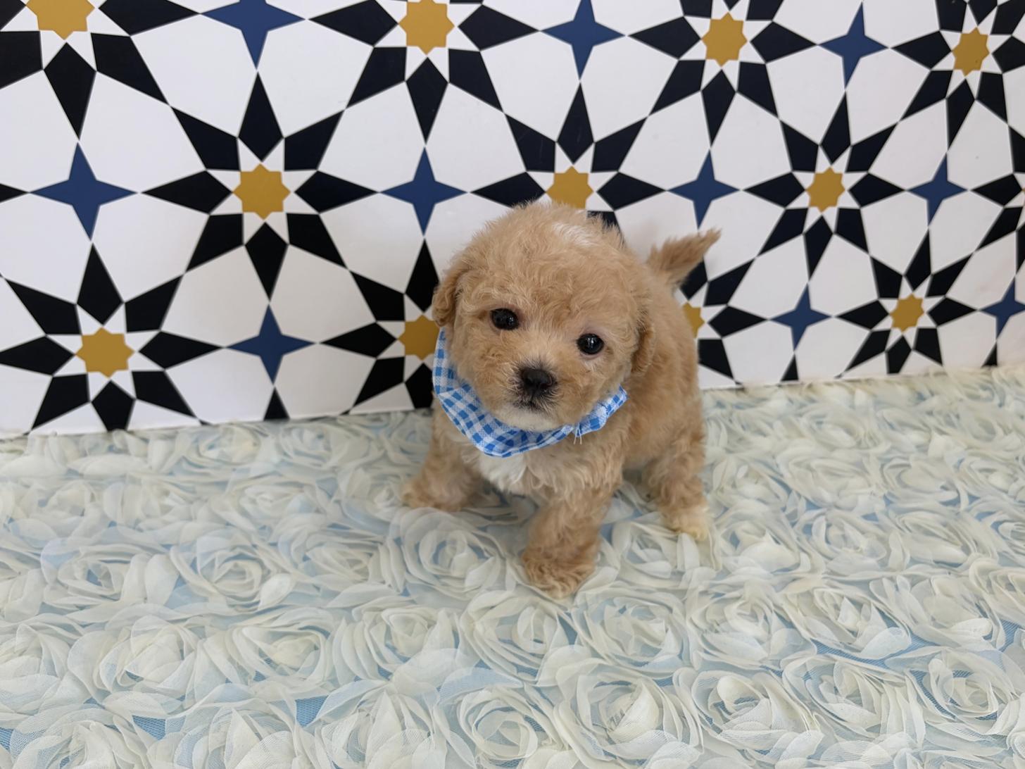 福岡県のビションプー(ビションフリーゼ×プードル) (ぱぴぷぺっと福岡店/2026年1月22日生まれ/男の子/クリーム)の子犬の2枚目の画像