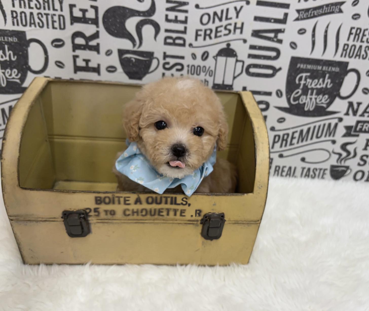 福岡県のビションプー(ビションフリーゼ×プードル) (ぱぴぷぺっと福岡店/2026年1月22日生まれ/男の子/クリーム)の子犬の2枚目の画像