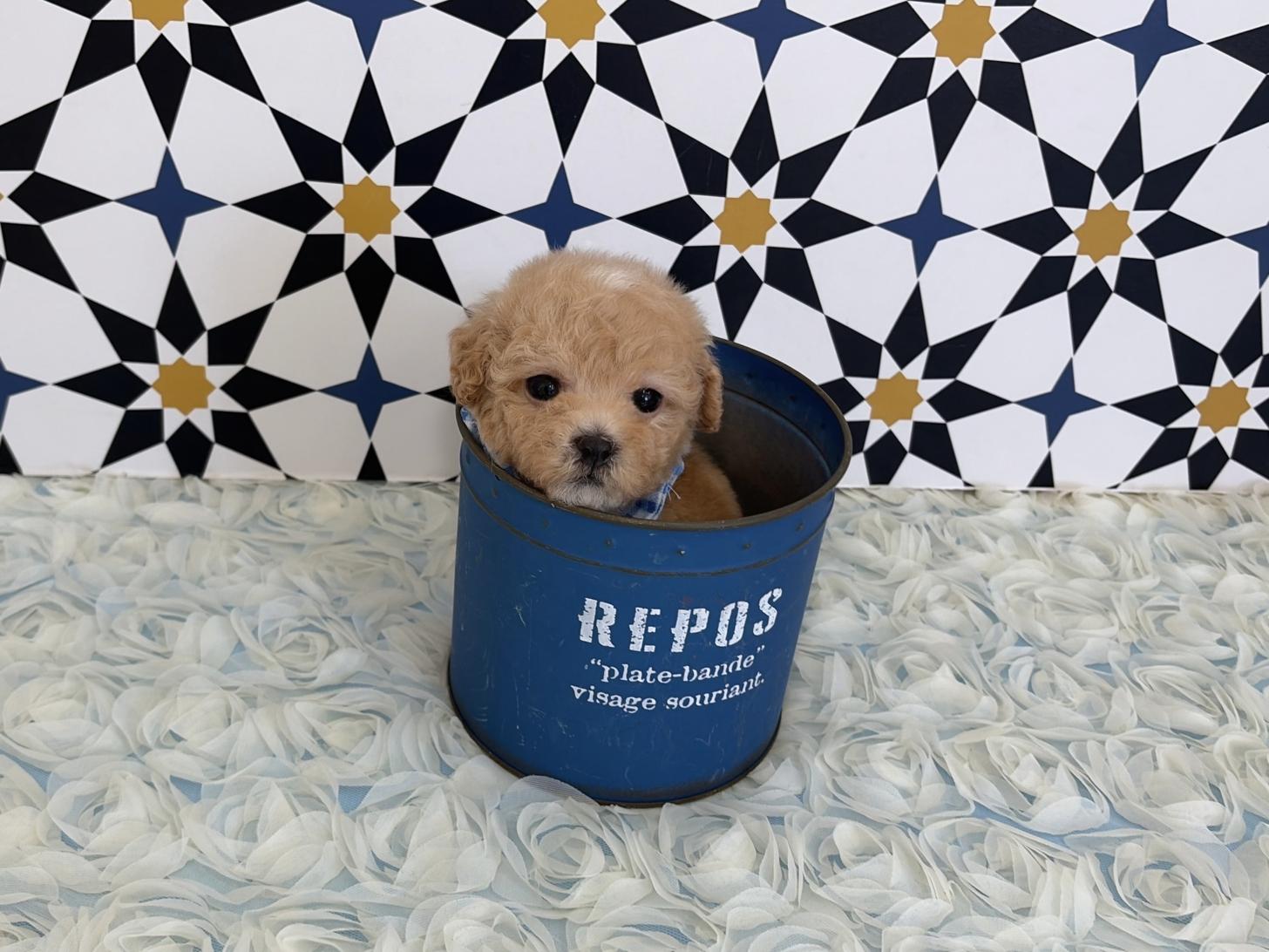 福岡県のビションプー(ビションフリーゼ×プードル) (ぱぴぷぺっと福岡店/2026年1月22日生まれ/男の子/クリーム)の子犬の3枚目の画像