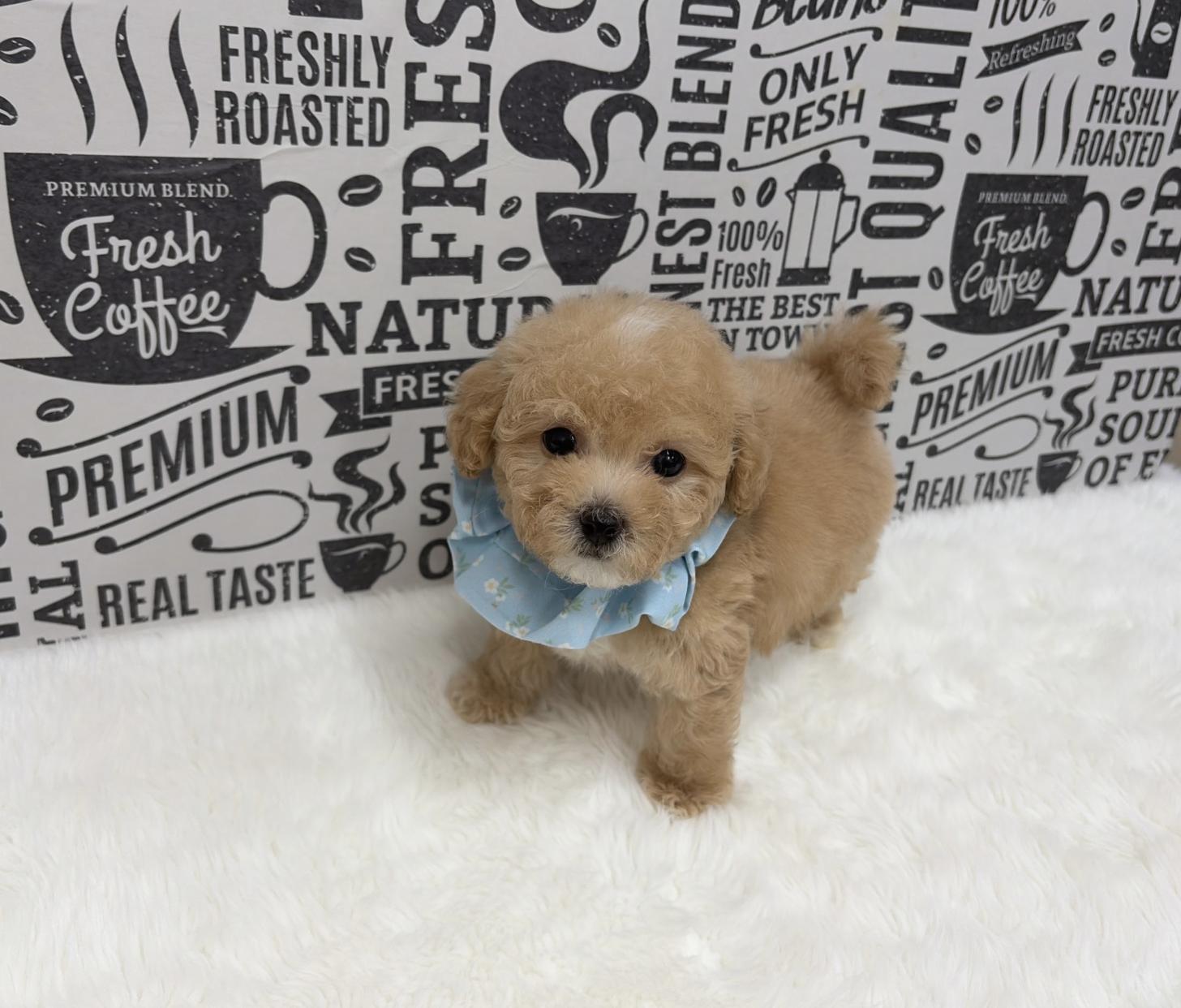 福岡県のビションプー(ビションフリーゼ×プードル) (ぱぴぷぺっと福岡店/2026年1月22日生まれ/男の子/クリーム)の子犬の3枚目の画像