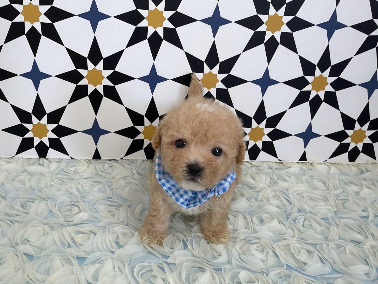 福岡県のビションプー(ビションフリーゼ×プードル) (ぱぴぷぺっと福岡店/2026年1月22日生まれ/男の子/クリーム)の子犬の4枚目の画像