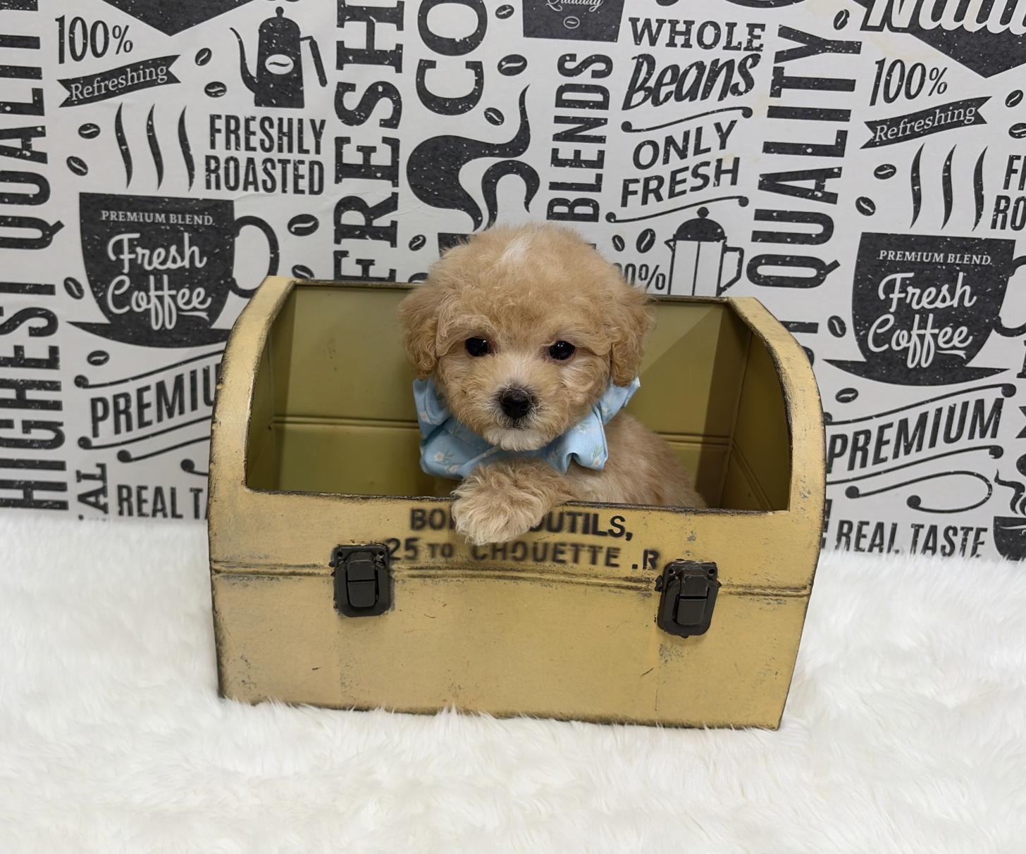 福岡県のビションプー(ビションフリーゼ×プードル) (ぱぴぷぺっと福岡店/2026年1月22日生まれ/男の子/クリーム)の子犬の4枚目の画像