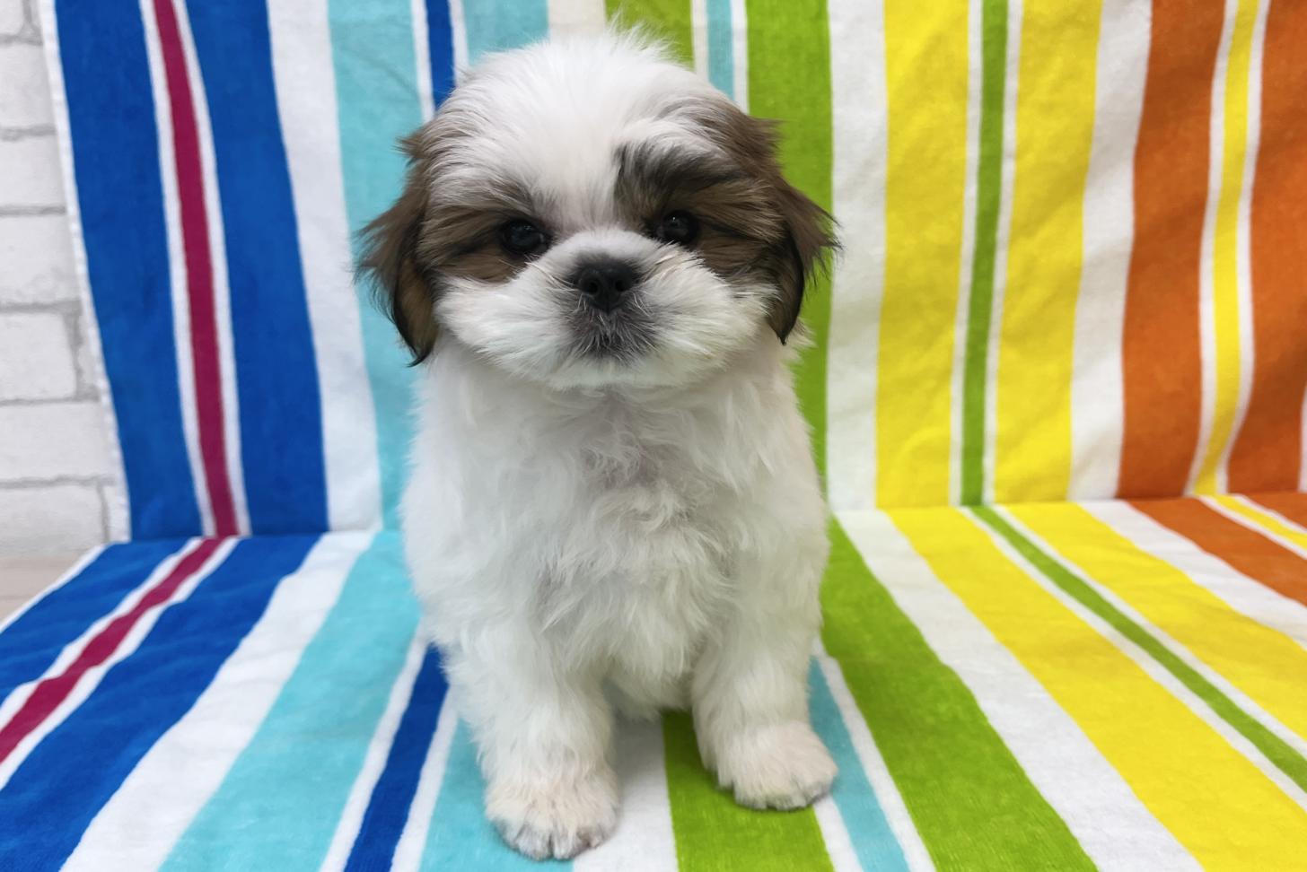 愛知県のマルズー/マルシーズ(マルチーズ×シーズー) (ハピースペット一宮三条アミーゴ店/2025年9月15日生まれ/女の子/その他色)の子犬の1枚目の画像