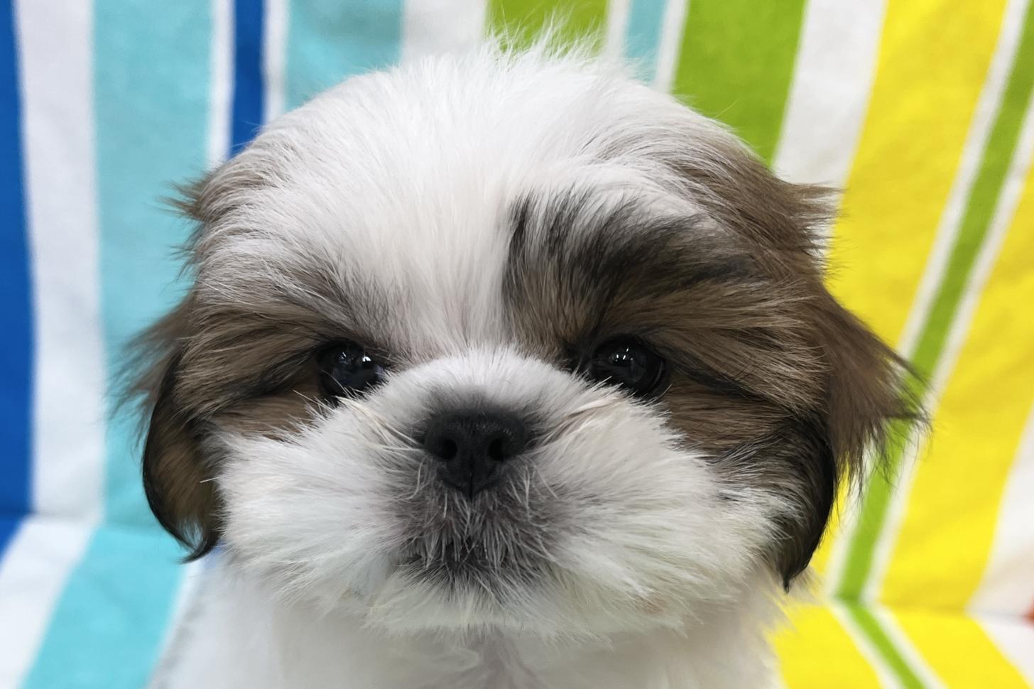 愛知県のマルズー/マルシーズ(マルチーズ×シーズー) (ハピースペット一宮三条アミーゴ店/2025年9月15日生まれ/女の子/その他色)の子犬の2枚目の画像