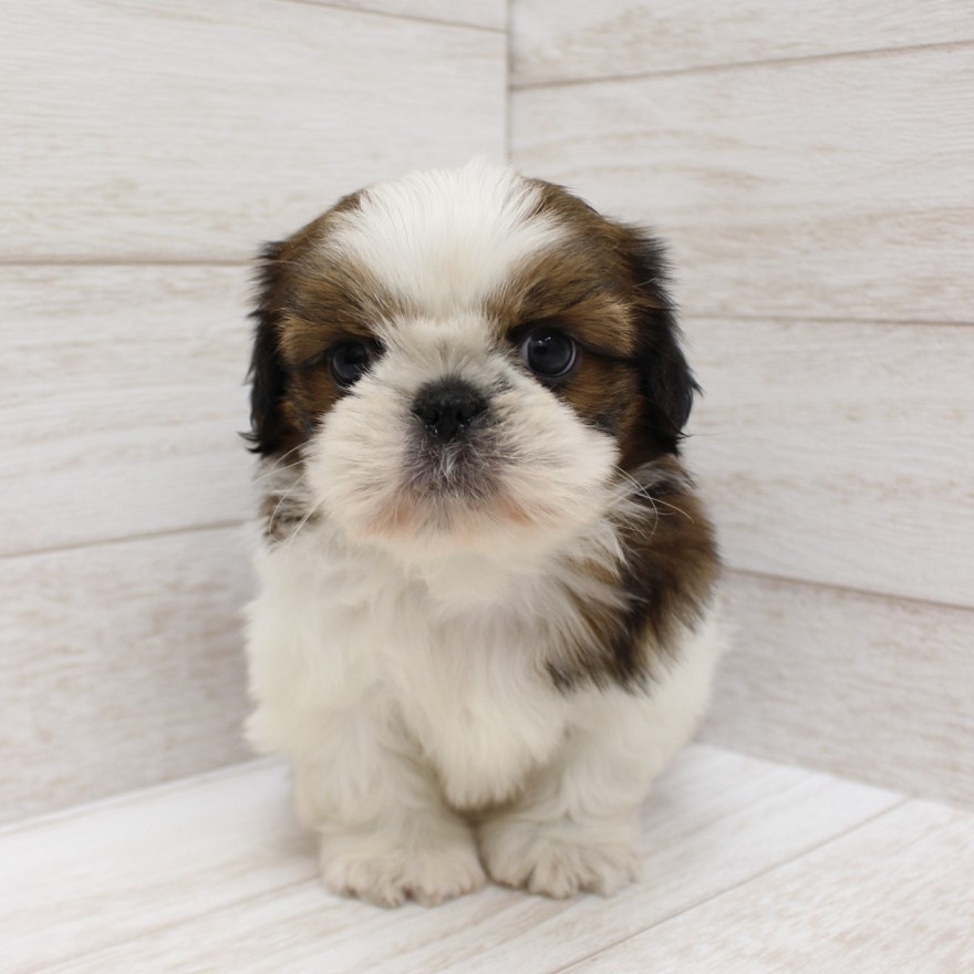 千葉県のシーズー (ペピカファミリー松戸店/2025年11月11日生まれ/男の子/ホワイトゴールド)の子犬の1枚目の画像