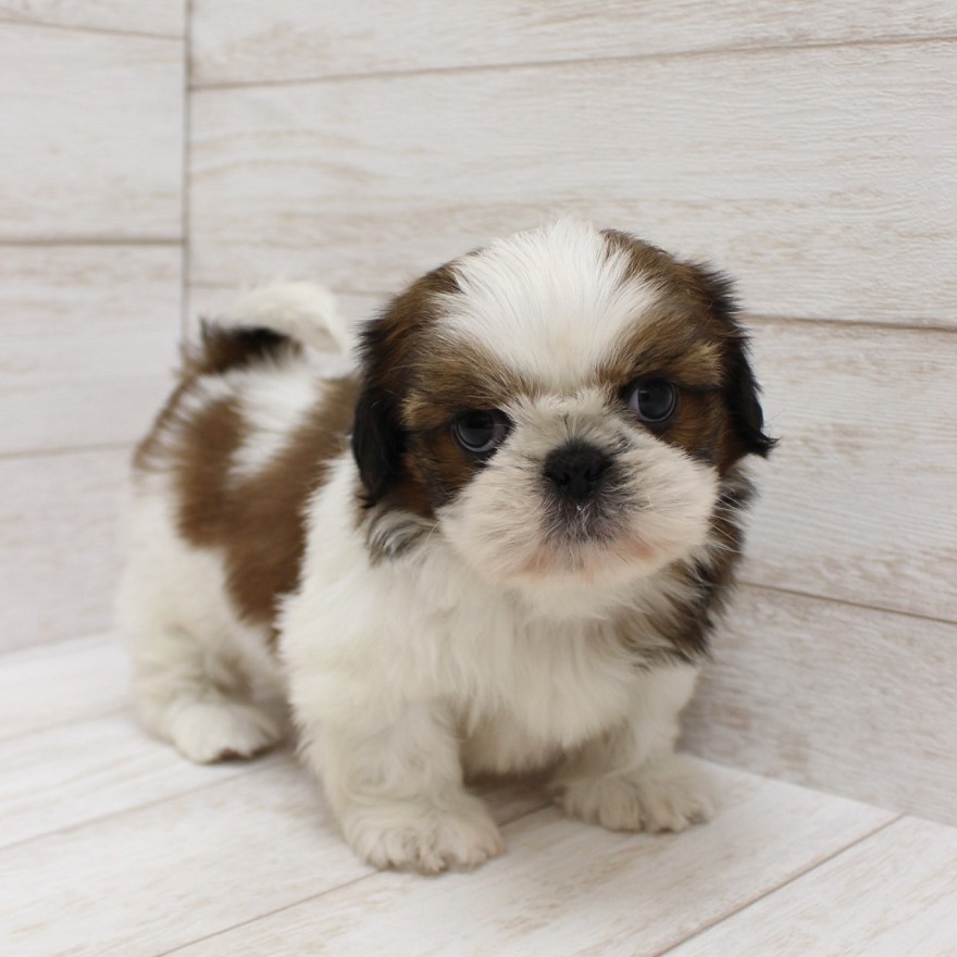 千葉県のシーズー (ペピカファミリー松戸店/2025年11月11日生まれ/男の子/ホワイトゴールド)の子犬の2枚目の画像