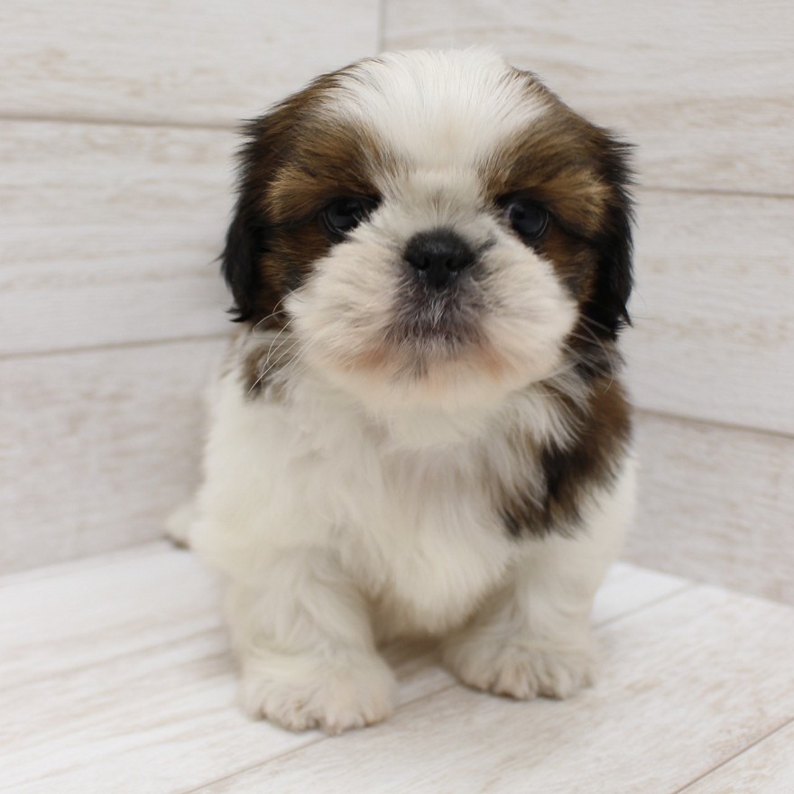 千葉県のシーズー (ペピカファミリー松戸店/2025年11月11日生まれ/男の子/ホワイトゴールド)の子犬の4枚目の画像