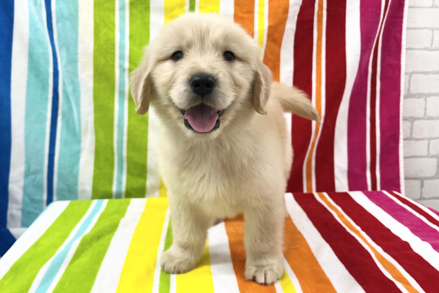 愛知県のゴールデンレトリバー (ハピースペット一宮三条アミーゴ店/2025年9月9日生まれ/女の子/ゴールデン)の子犬の1枚目の画像