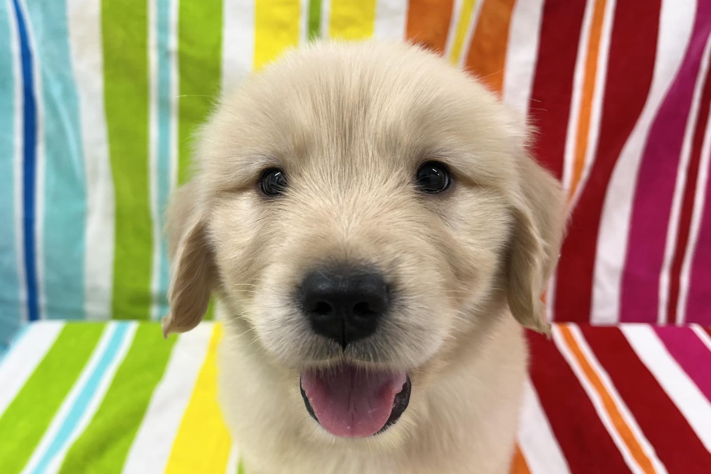 愛知県のゴールデンレトリバー (ハピースペット一宮三条アミーゴ店/2025年9月9日生まれ/女の子/ゴールデン)の子犬の2枚目の画像