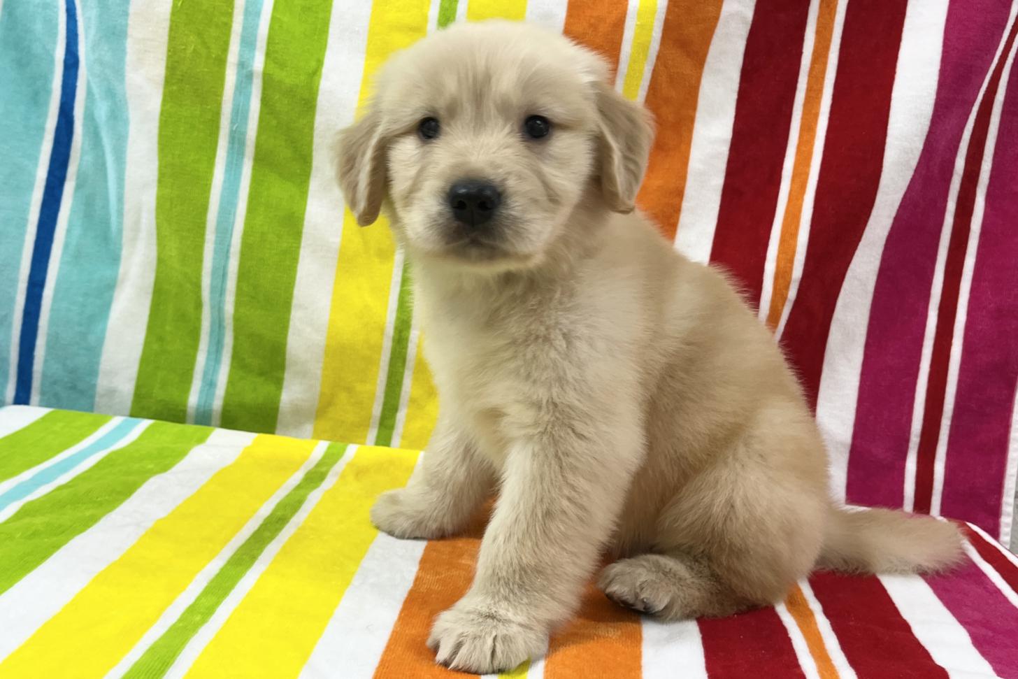 愛知県のゴールデンレトリバー (ハピースペット一宮三条アミーゴ店/2025年9月9日生まれ/女の子/ゴールデン)の子犬の3枚目の画像