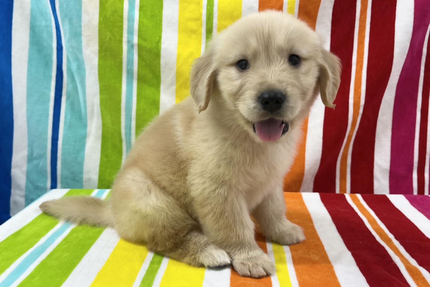 愛知県のゴールデンレトリバー (ハピースペット一宮三条アミーゴ店/2025年9月9日生まれ/女の子/ゴールデン)の子犬の4枚目の画像