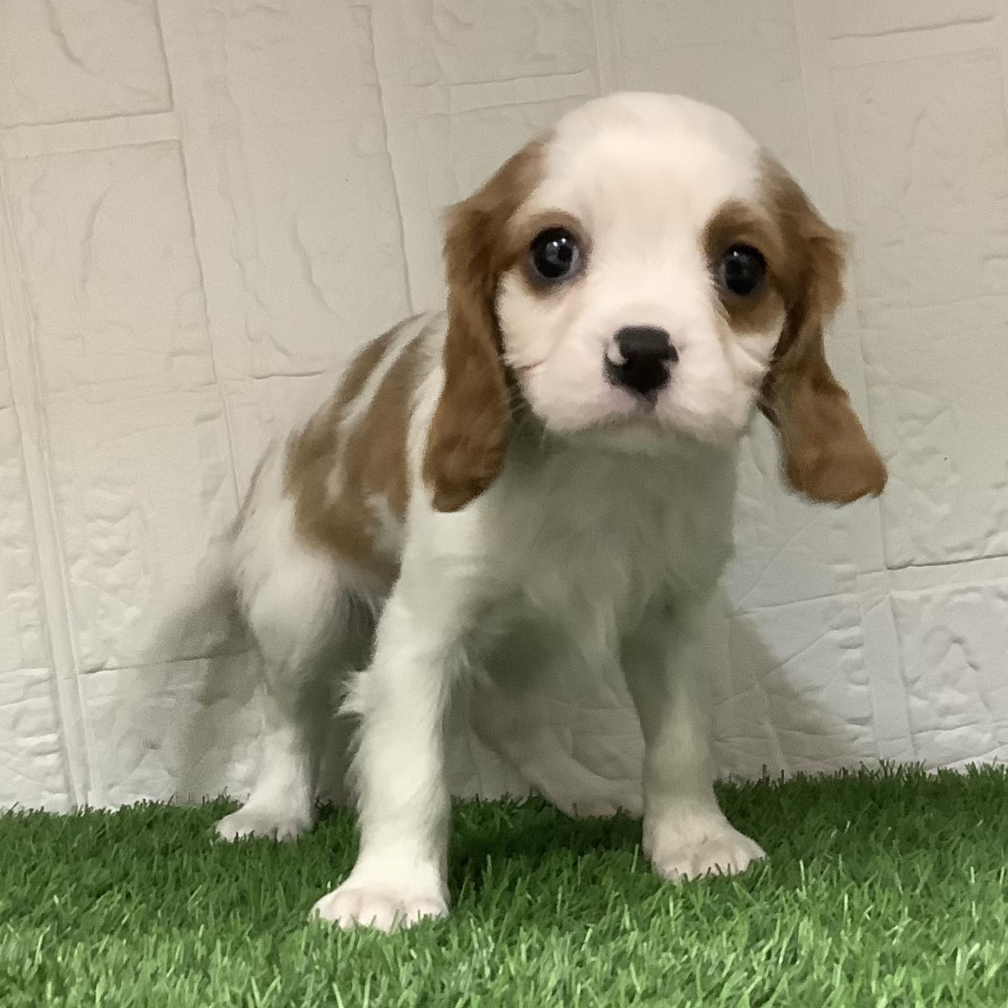 熊本県のキャバリアキングチャールズスパニエル (ニコペットセレクト ドッグズホーム八代店/2026年2月8日生まれ/男の子/ブレンハイム)の子犬