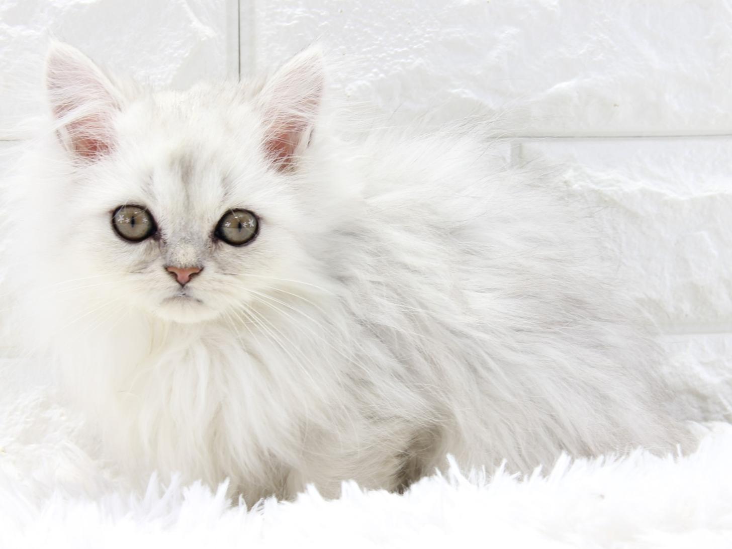 愛知県のペルシャ (猫福家 名古屋南店/2025年8月10日生まれ/男の子/チンチラシルバー)の子猫の1枚目の画像