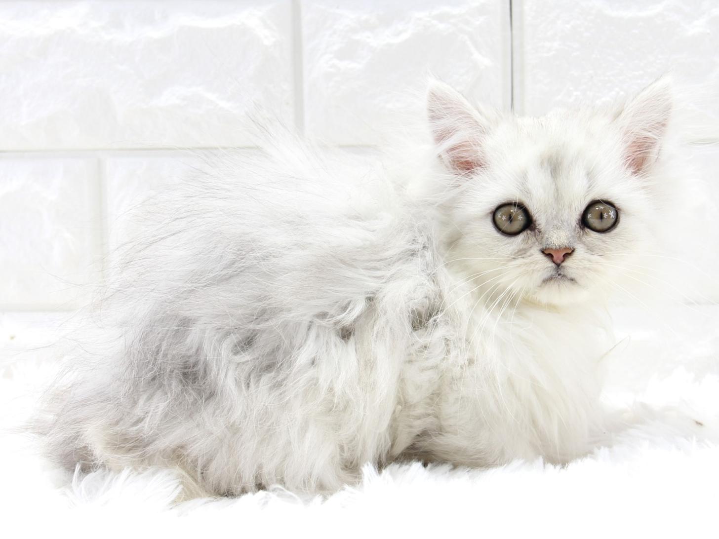 愛知県のペルシャ (猫福家 名古屋南店/2025年8月10日生まれ/男の子/チンチラシルバー)の子猫の2枚目の画像