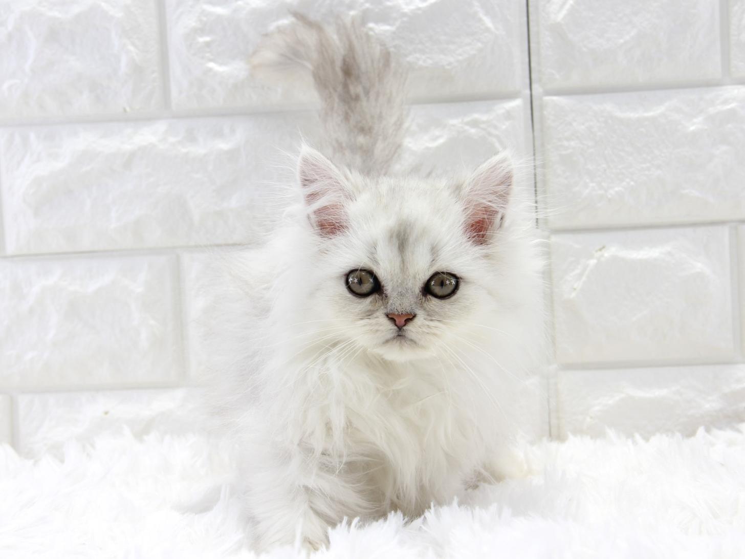 愛知県のペルシャ (猫福家 名古屋南店/2025年8月10日生まれ/男の子/チンチラシルバー)の子猫の3枚目の画像