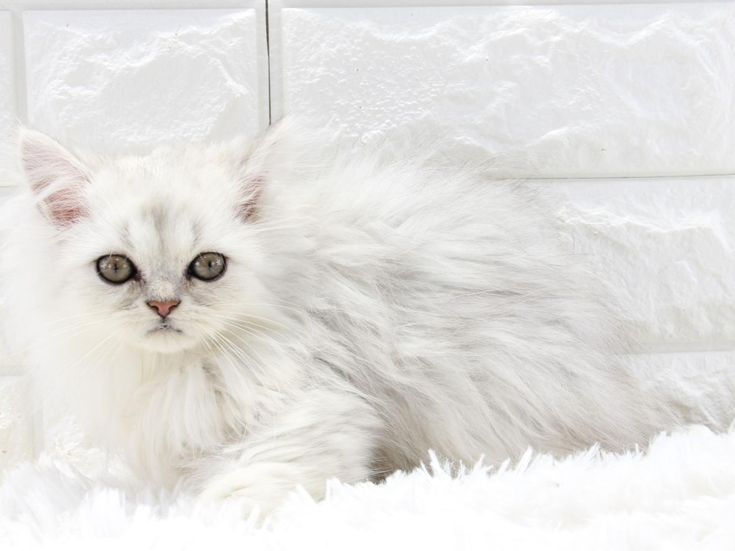 愛知県のペルシャ (猫福家 名古屋南店/2025年8月10日生まれ/男の子/チンチラシルバー)の子猫の4枚目の画像