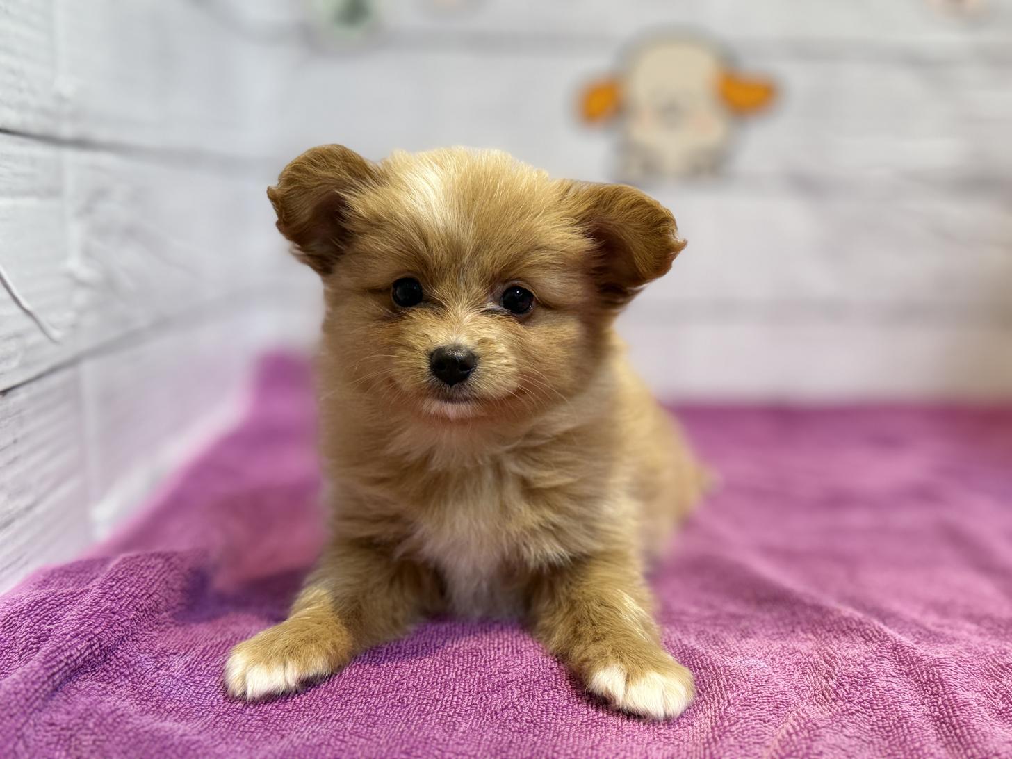 北海道のポメヨン/パピポメ/ポメパピ(ポメラニアン×パピヨン) (ペットフェイス大谷地店/2025年9月6日生まれ/女の子/レッドホワイト)の子犬