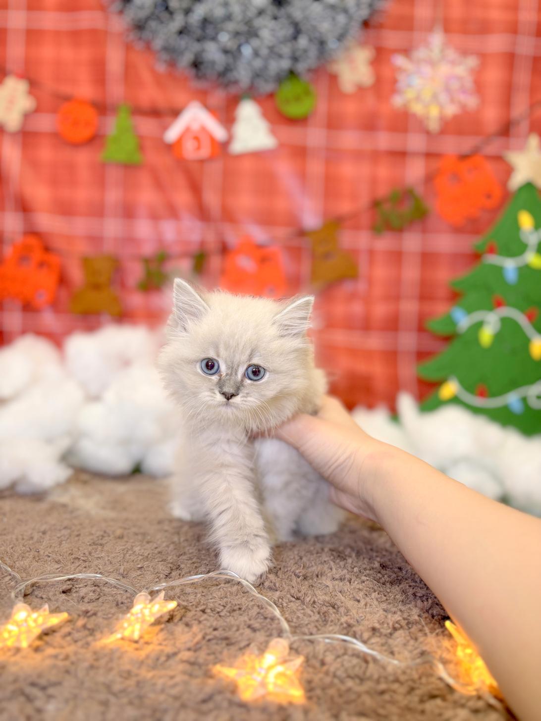 北海道のネバマスカレード (ラブワンコ平岸店/2025年10月4日生まれ/女の子/ブルーリンクスポイントホワイト)の子猫