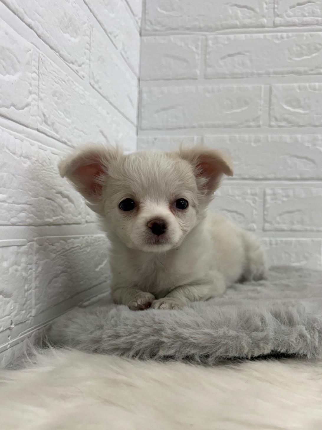 東京都のチワワ(ロング) (ペットショップcoco東京港区店/2026年1月5日生まれ/男の子/クリームホワイト)の子犬