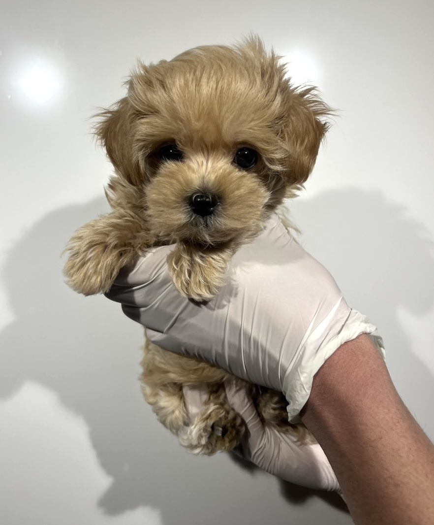 埼玉県のマルプー(マルチーズ×プードル) (ペッツスマイル南中野店/2025年12月14日生まれ/男の子/アプリコット)の子犬の1枚目の画像