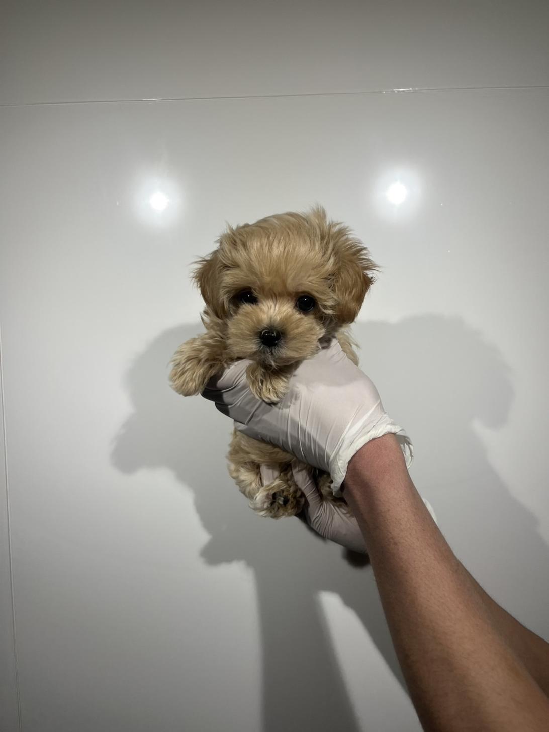 埼玉県のマルプー(マルチーズ×プードル) (ペッツスマイル南中野店/2025年12月14日生まれ/男の子/アプリコット)の子犬の2枚目の画像