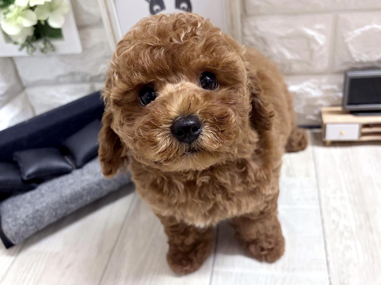 和歌山県のトイプードル(トイ) (DOGMAN和歌山中之島店/2026年5月22日生まれ/男の子/レッドフォーン)の子犬の1枚目の画像