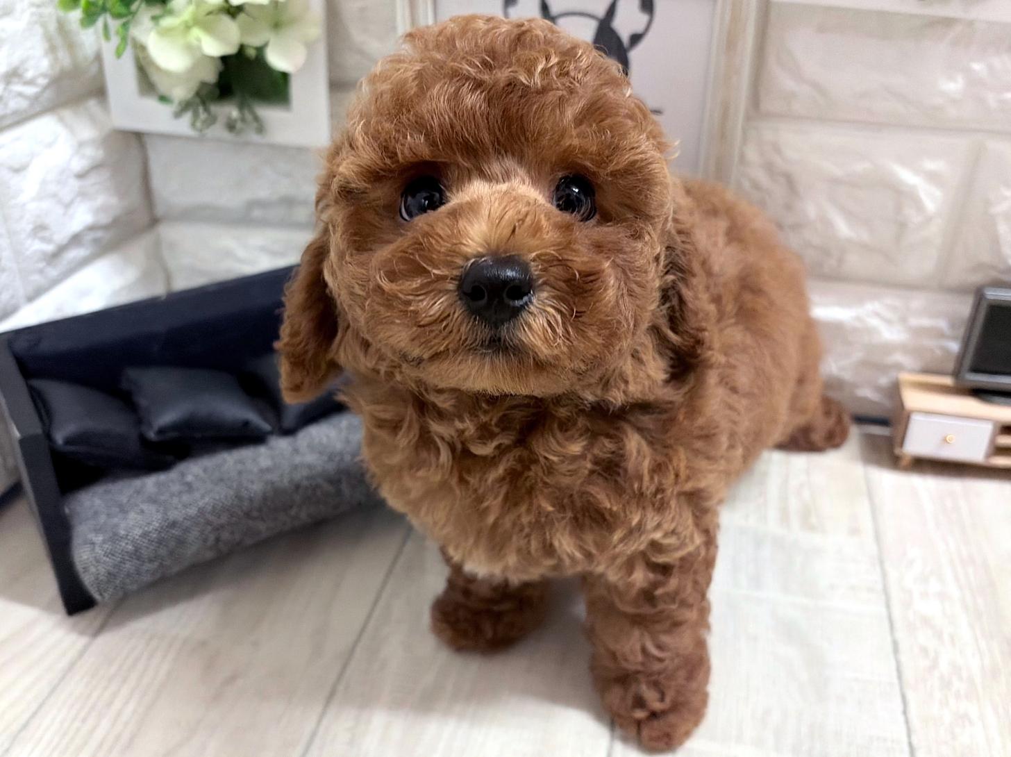 和歌山県のトイプードル(トイ) (DOGMAN和歌山中之島店/2026年5月22日生まれ/男の子/レッドフォーン)の子犬の2枚目の画像