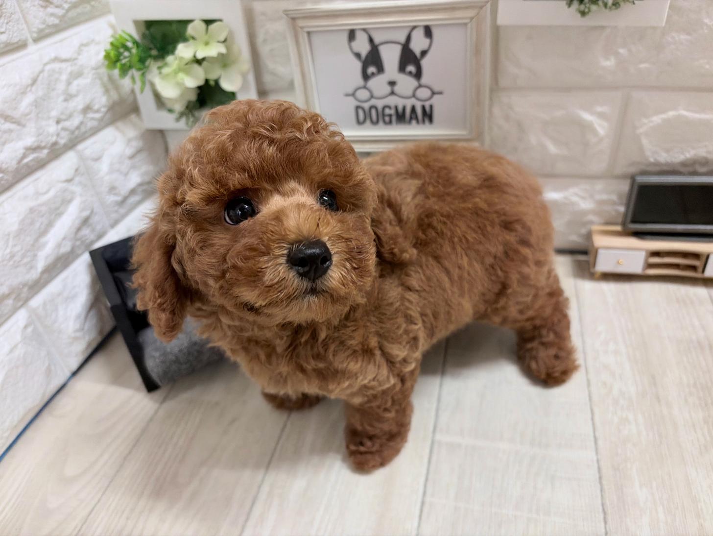和歌山県のトイプードル(トイ) (DOGMAN和歌山中之島店/2026年5月22日生まれ/男の子/レッドフォーン)の子犬の3枚目の画像