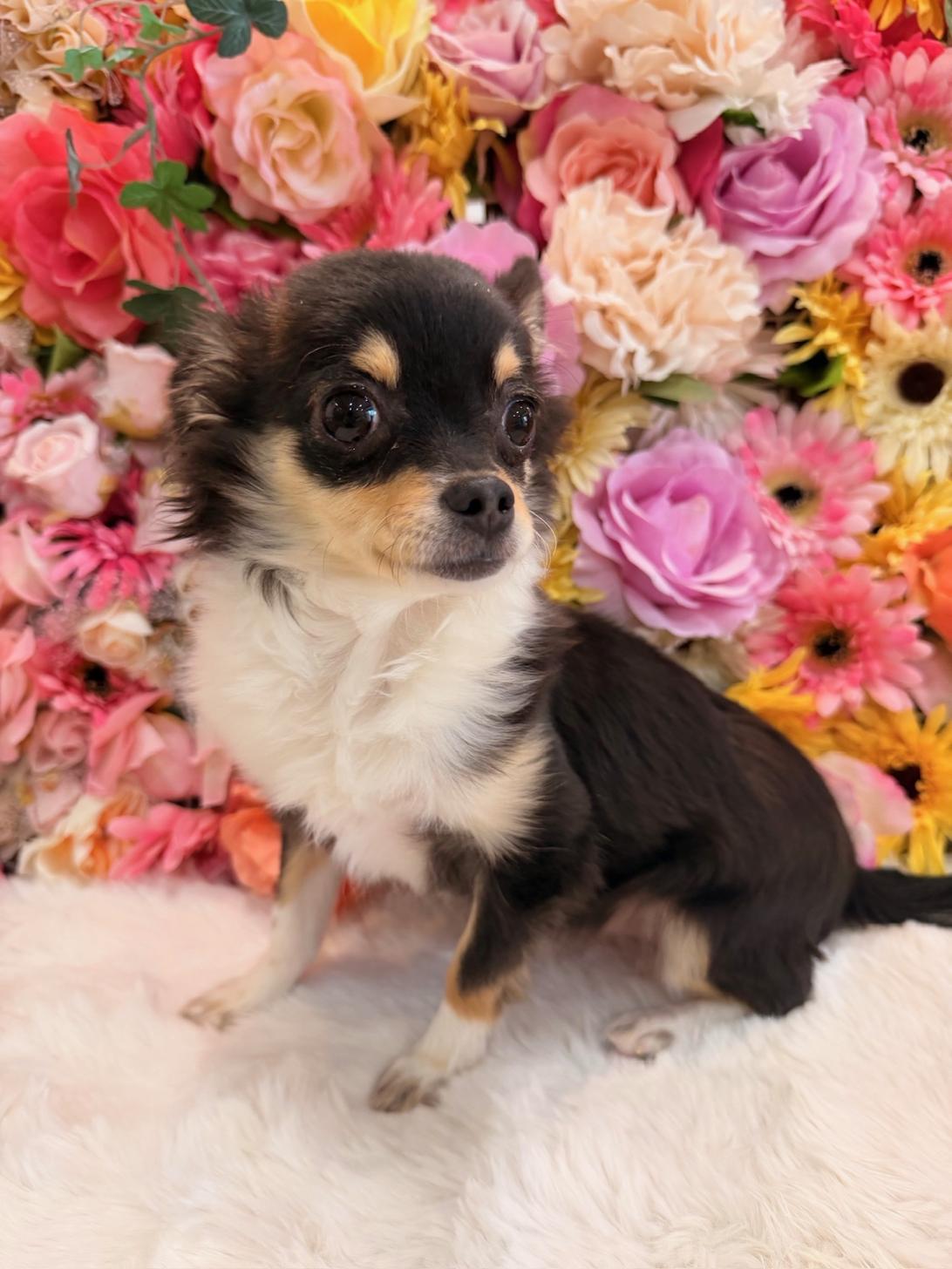 福岡県のチワワ(ロング) (スタードッグス大牟田店/2025年7月6日生まれ/女の子/ブラックタンホワイト)の子犬の1枚目の画像