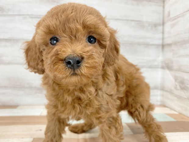 新潟県のトイプードル(トイ) (竹内ペット 新津本店/2025年12月20日生まれ/女の子/レッド)の子犬の1枚目の画像