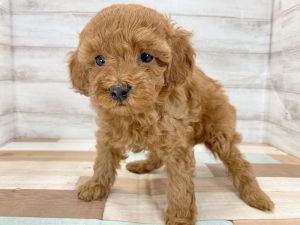 新潟県のトイプードル(トイ) (竹内ペット 新津本店/2025年12月20日生まれ/女の子/レッド)の子犬の2枚目の画像