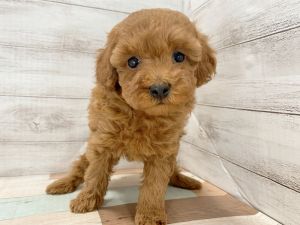 新潟県のトイプードル(トイ) (竹内ペット 新津本店/2025年12月20日生まれ/女の子/レッド)の子犬の3枚目の画像