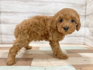 新潟県のトイプードル(トイ) (竹内ペット 新津本店/2025年12月20日生まれ/女の子/レッド)の子犬の4枚目の画像