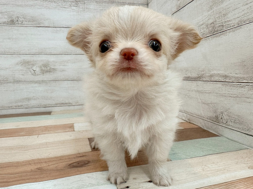 新潟県のチワワ(ロング) (竹内ペット 新潟西店/2025年10月13日生まれ/女の子/クリーム)の子犬