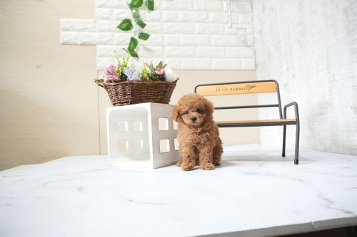 滋賀県のトイプードル(タイニー) (いっぷく湖南店/2025年10月4日生まれ/男の子/レッドフォーン)の子犬の1枚目の画像