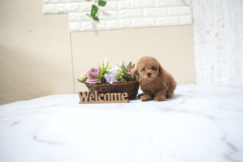 滋賀県のトイプードル(タイニー) (いっぷく湖南店/2025年10月4日生まれ/男の子/レッドフォーン)の子犬の2枚目の画像