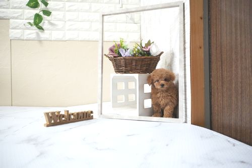 滋賀県のトイプードル(タイニー) (いっぷく湖南店/2025年10月4日生まれ/男の子/レッドフォーン)の子犬の3枚目の画像