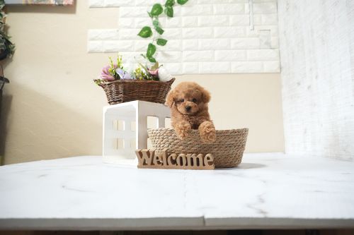 滋賀県のトイプードル(タイニー) (いっぷく湖南店/2025年10月4日生まれ/男の子/レッドフォーン)の子犬の4枚目の画像