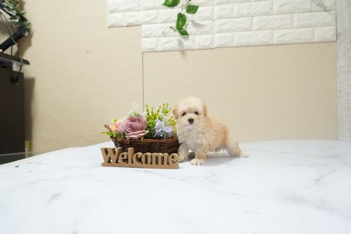 滋賀県のトイプードル(タイニー) (いっぷく湖南店/2025年12月10日生まれ/男の子/ペールフォーン)の子犬の2枚目の画像