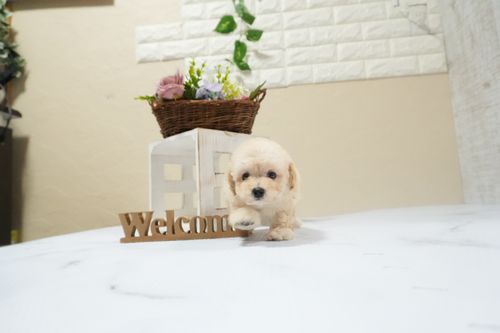 滋賀県のトイプードル(タイニー) (いっぷく湖南店/2025年12月10日生まれ/男の子/ペールフォーン)の子犬の4枚目の画像