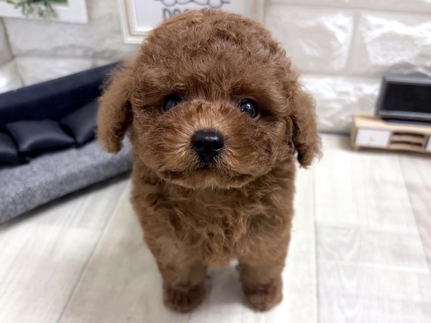 和歌山県のトイプードル(トイ) (DOGMAN和歌山中之島店/2026年6月28日生まれ/男の子/レッド)の子犬の1枚目の画像