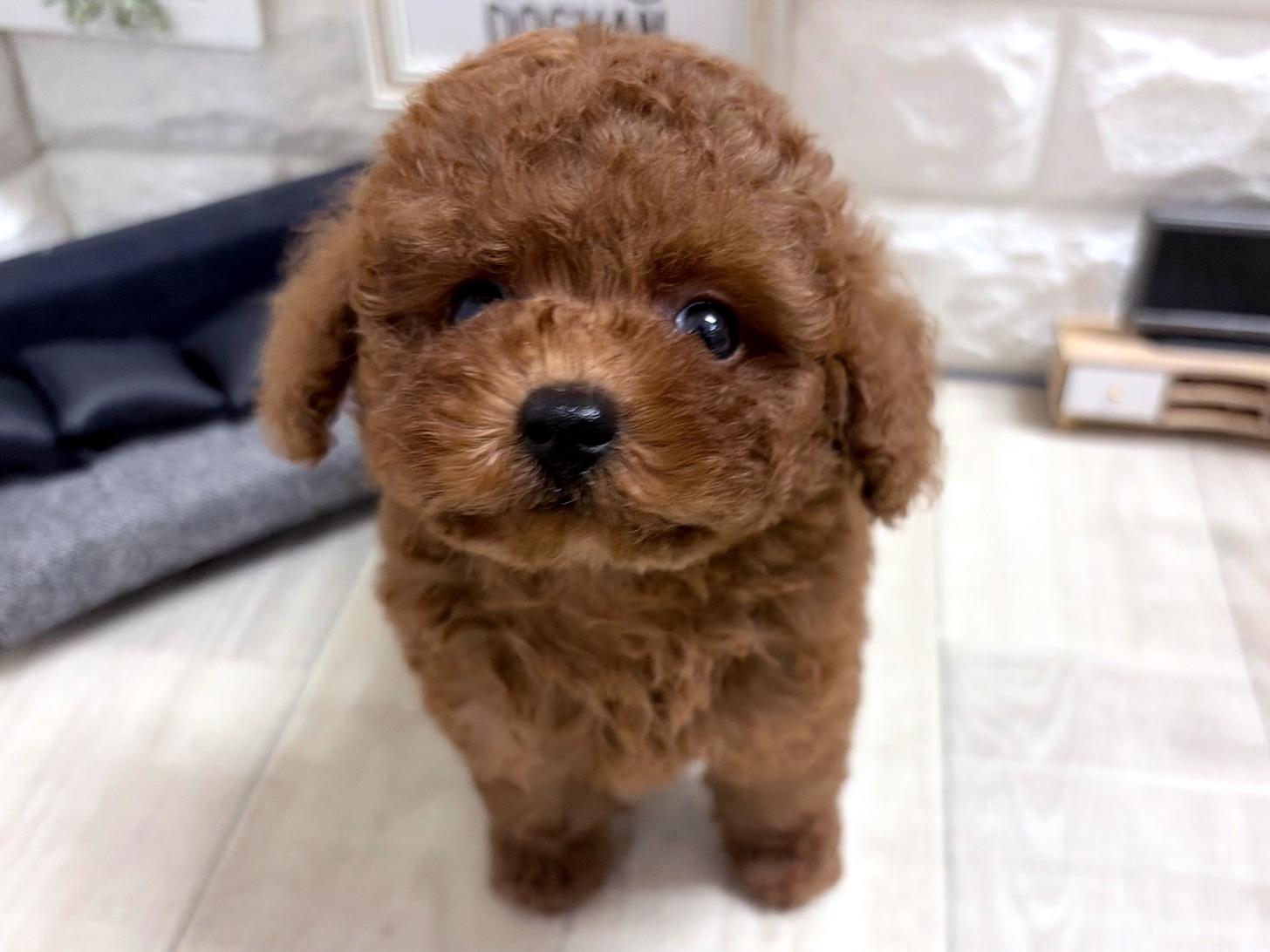 和歌山県のトイプードル(トイ) (DOGMAN和歌山中之島店/2026年6月28日生まれ/男の子/レッド)の子犬の2枚目の画像