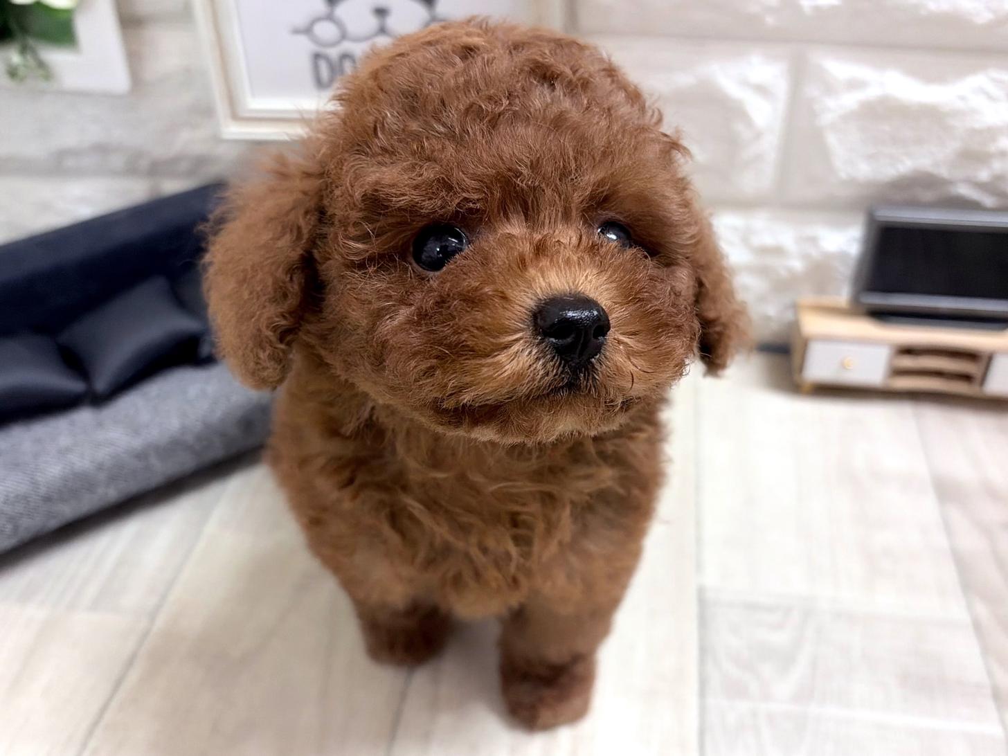 和歌山県のトイプードル(トイ) (DOGMAN和歌山中之島店/2026年6月28日生まれ/男の子/レッド)の子犬の3枚目の画像