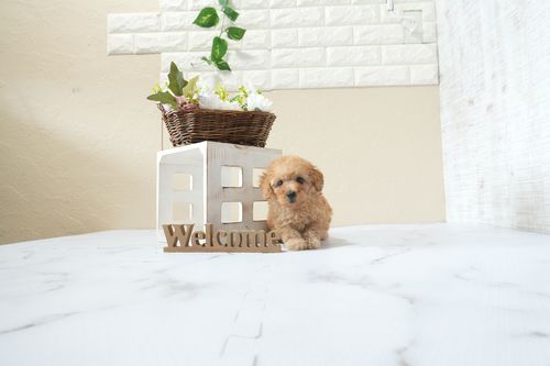 滋賀県のトイプードル(タイニー) (いっぷく湖南店/2026年4月1日生まれ/男の子/オレンジフォーン)の子犬の1枚目の画像