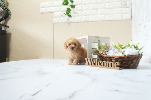 滋賀県のトイプードル(タイニー) (いっぷく湖南店/2026年4月1日生まれ/男の子/オレンジフォーン)の子犬の2枚目の画像