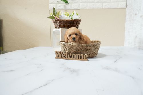 滋賀県のトイプードル(タイニー) (いっぷく湖南店/2026年4月1日生まれ/男の子/オレンジフォーン)の子犬の3枚目の画像