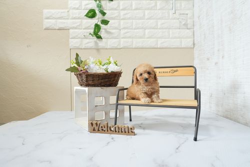 滋賀県のトイプードル(タイニー) (いっぷく湖南店/2026年4月1日生まれ/男の子/オレンジフォーン)の子犬の4枚目の画像