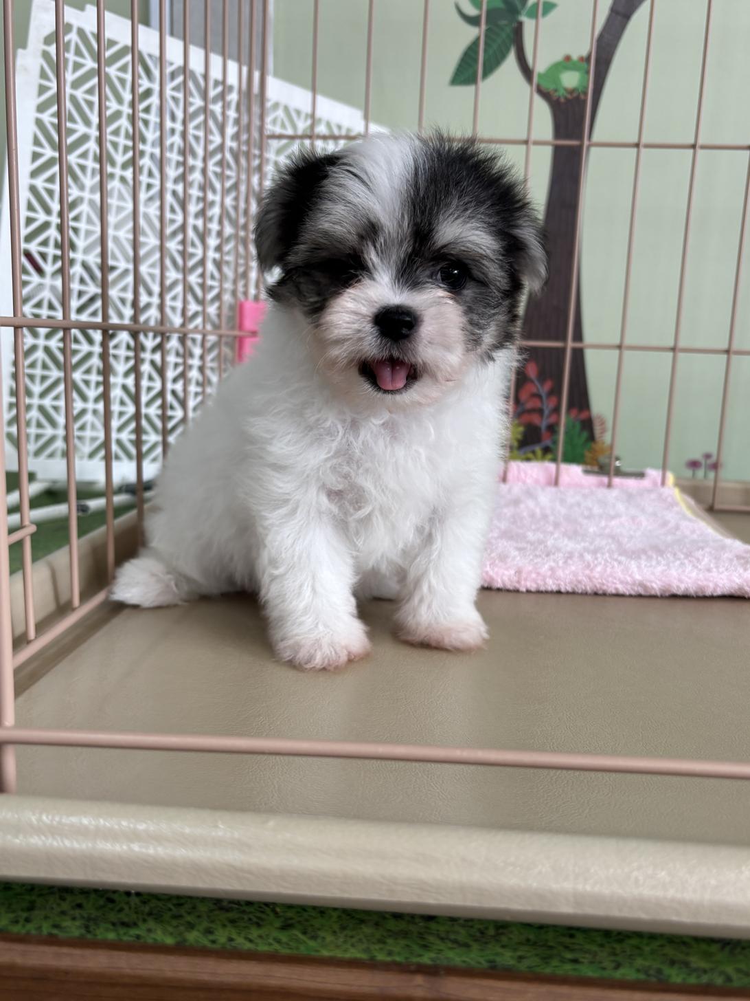 愛知県のチワマル/マルチワ(チワワ×マルチーズ) (子いぬの足あと/2025年9月19日生まれ/女の子/ホワイトブラックタン)の子犬