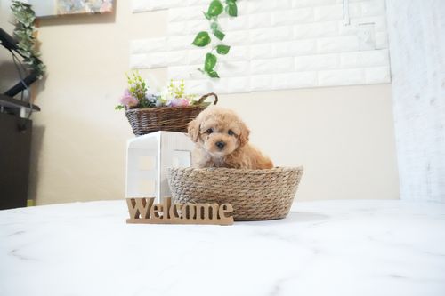 滋賀県のトイプードル(タイニー) (いっぷく湖南店/2025年11月25日生まれ/女の子/オレンジフォーン)の子犬の1枚目の画像