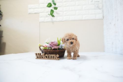 滋賀県のトイプードル(タイニー) (いっぷく湖南店/2025年11月25日生まれ/女の子/オレンジフォーン)の子犬の2枚目の画像